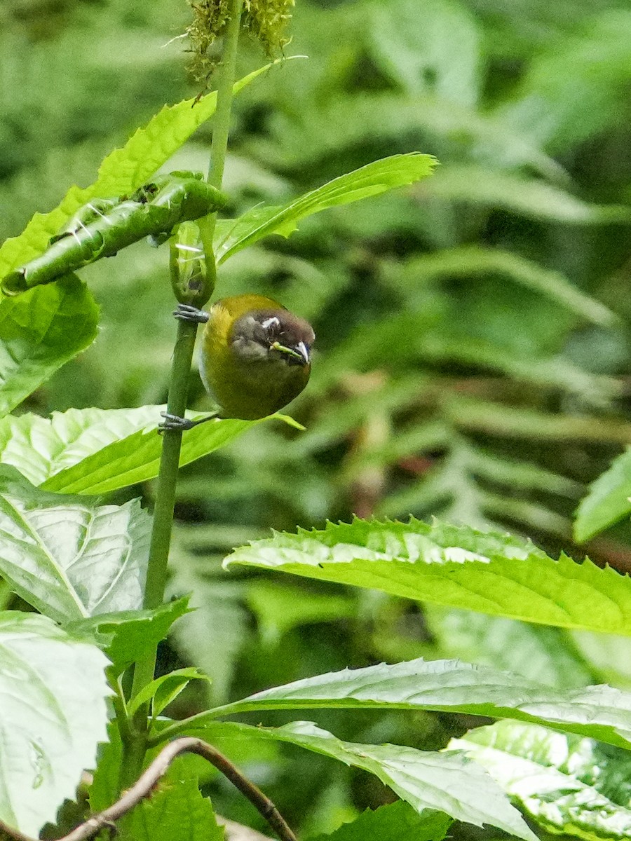 Common Chlorospingus - ML634390299
