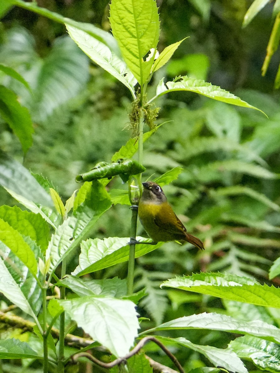 Common Chlorospingus - ML634390300