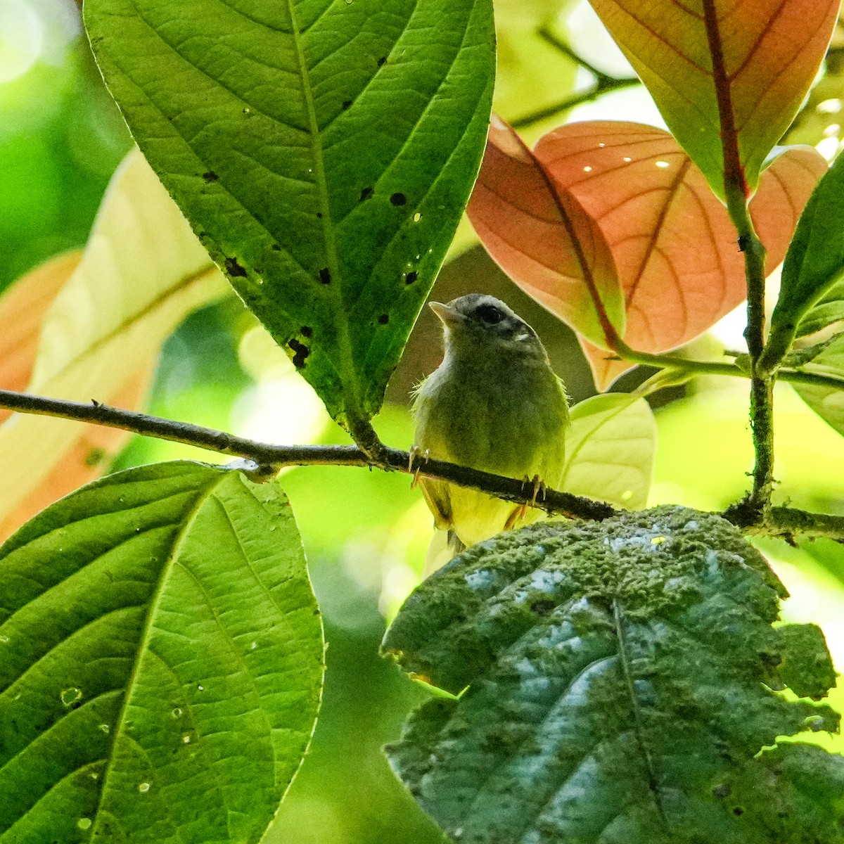 Costa Rican Warbler - ML634390305