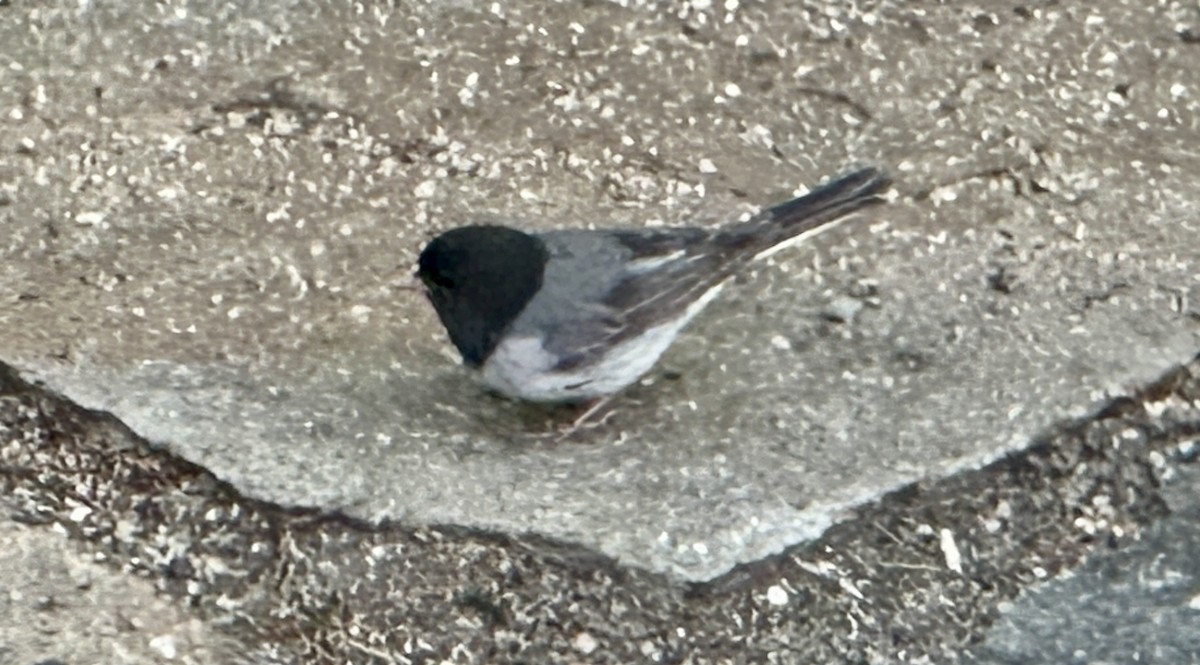 Dark-eyed Junco (cismontanus) - ML634390306