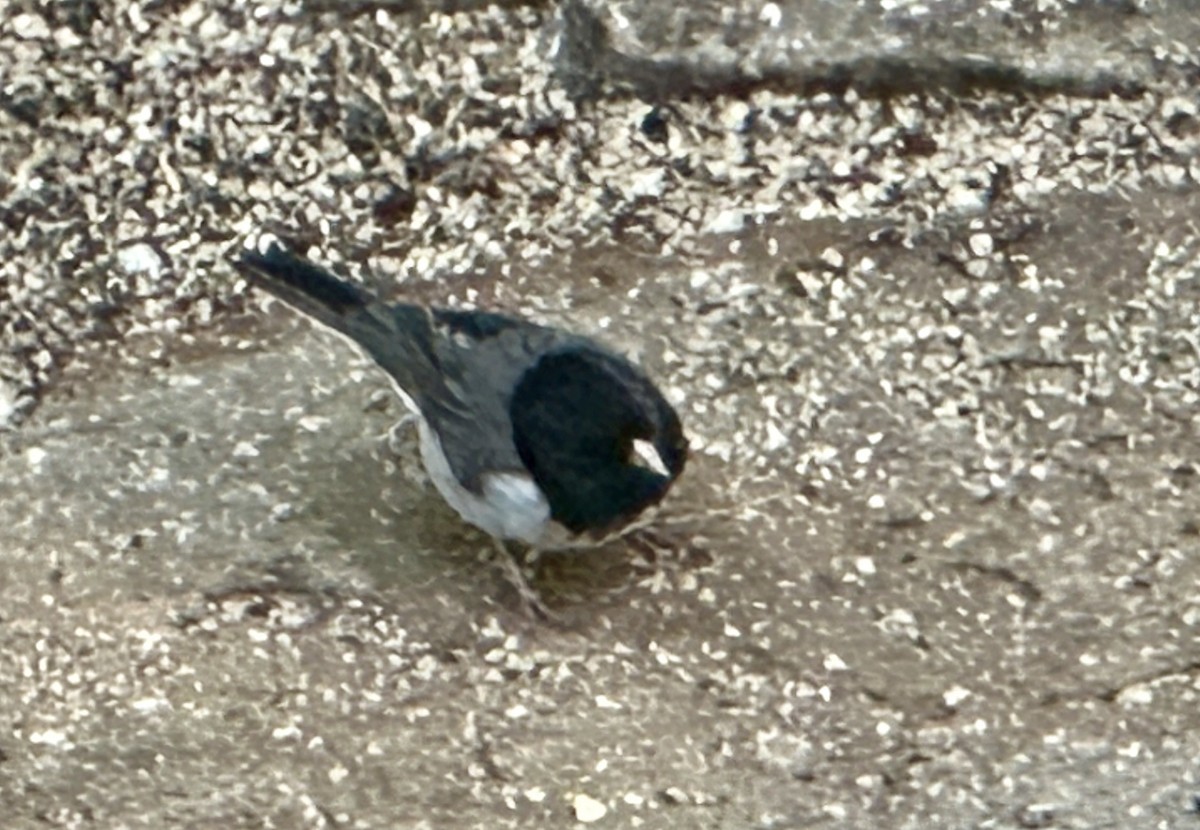 Dark-eyed Junco (cismontanus) - ML634390307
