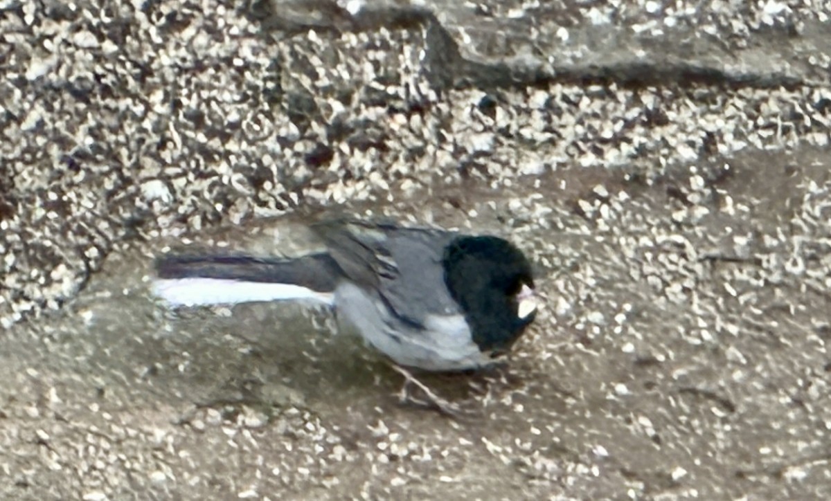 Dark-eyed Junco (cismontanus) - ML634390308