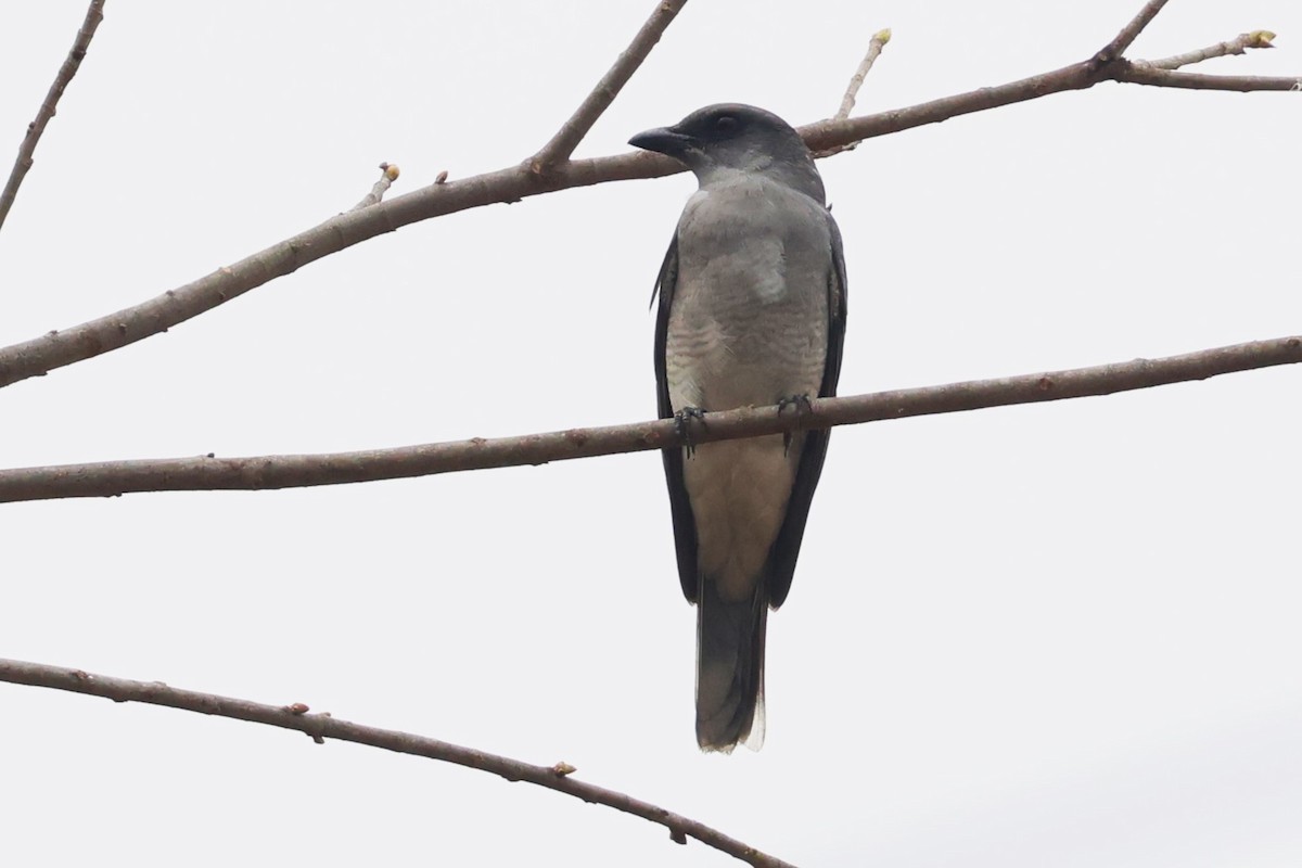 Oriental Cuckooshrike (Oriental) - ML634390310