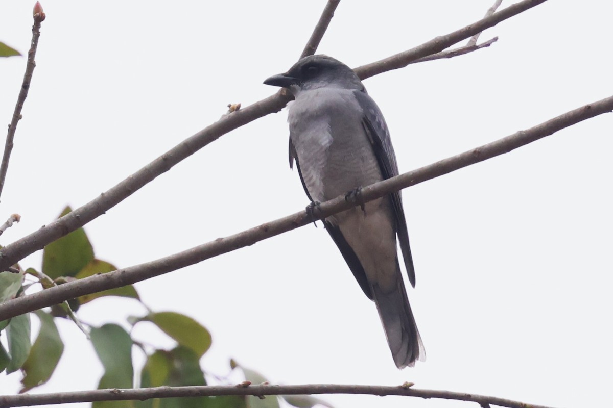 Oriental Cuckooshrike (Oriental) - ML634390311