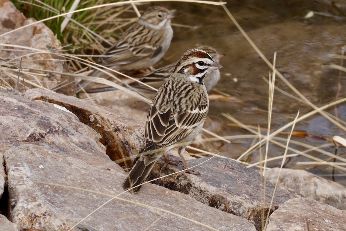 Lark Sparrow - ML634390314