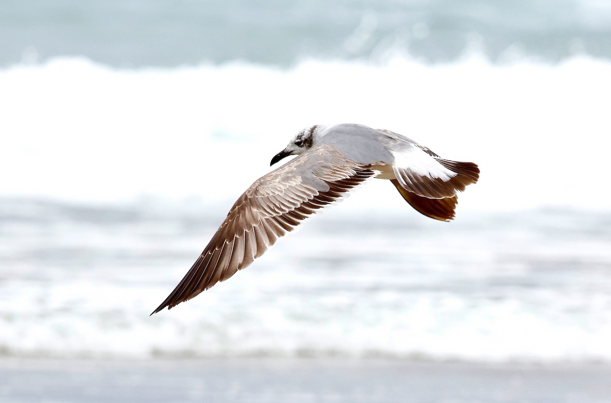 Laughing Gull - ML634390330