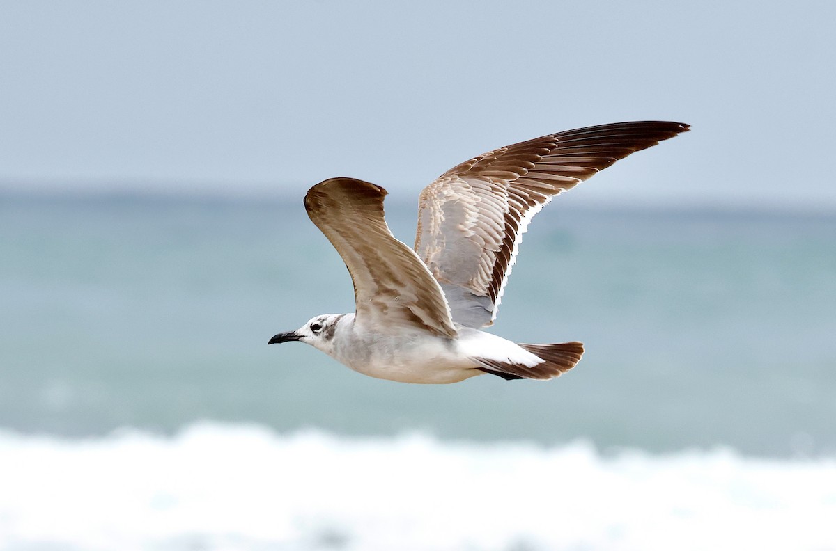 Laughing Gull - ML634390346