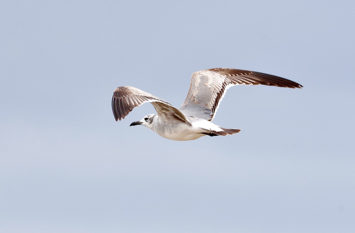 Laughing Gull - ML634390352