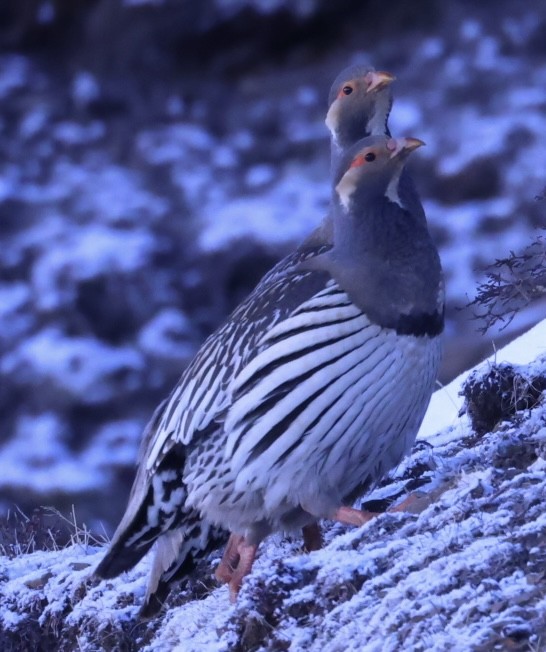 Perdigallo Tibetano - ML634390356