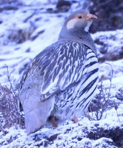 Perdigallo Tibetano - ML634390357