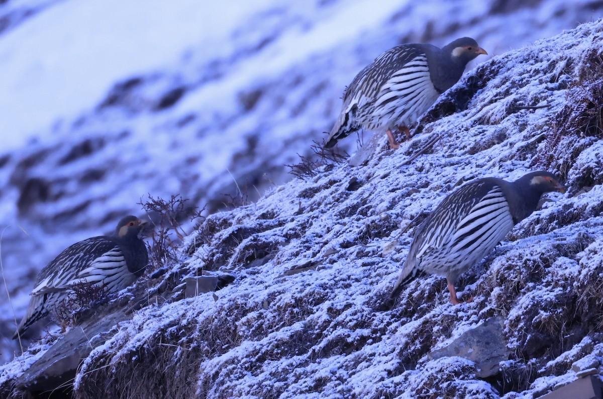Perdigallo Tibetano - ML634390358