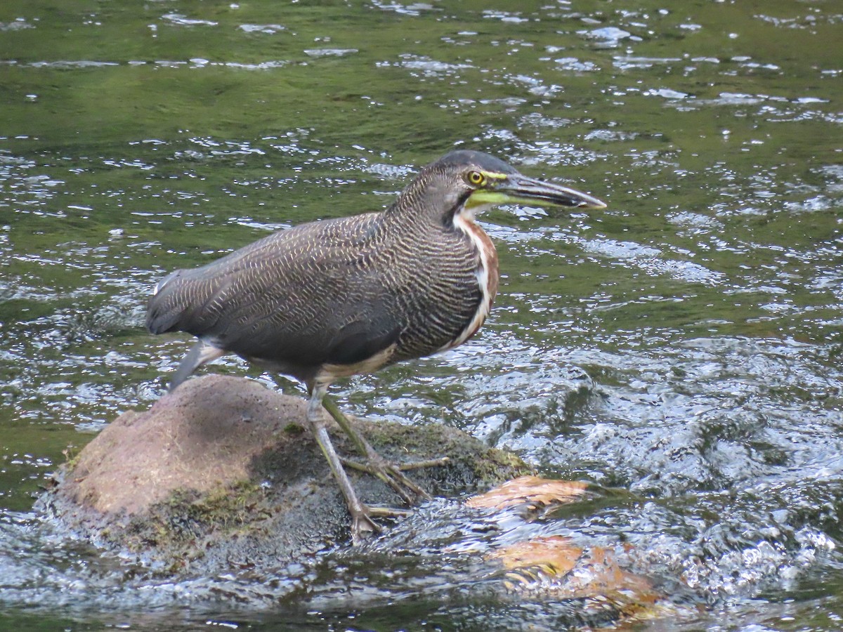 Fasciated Tiger-Heron - ML634390361