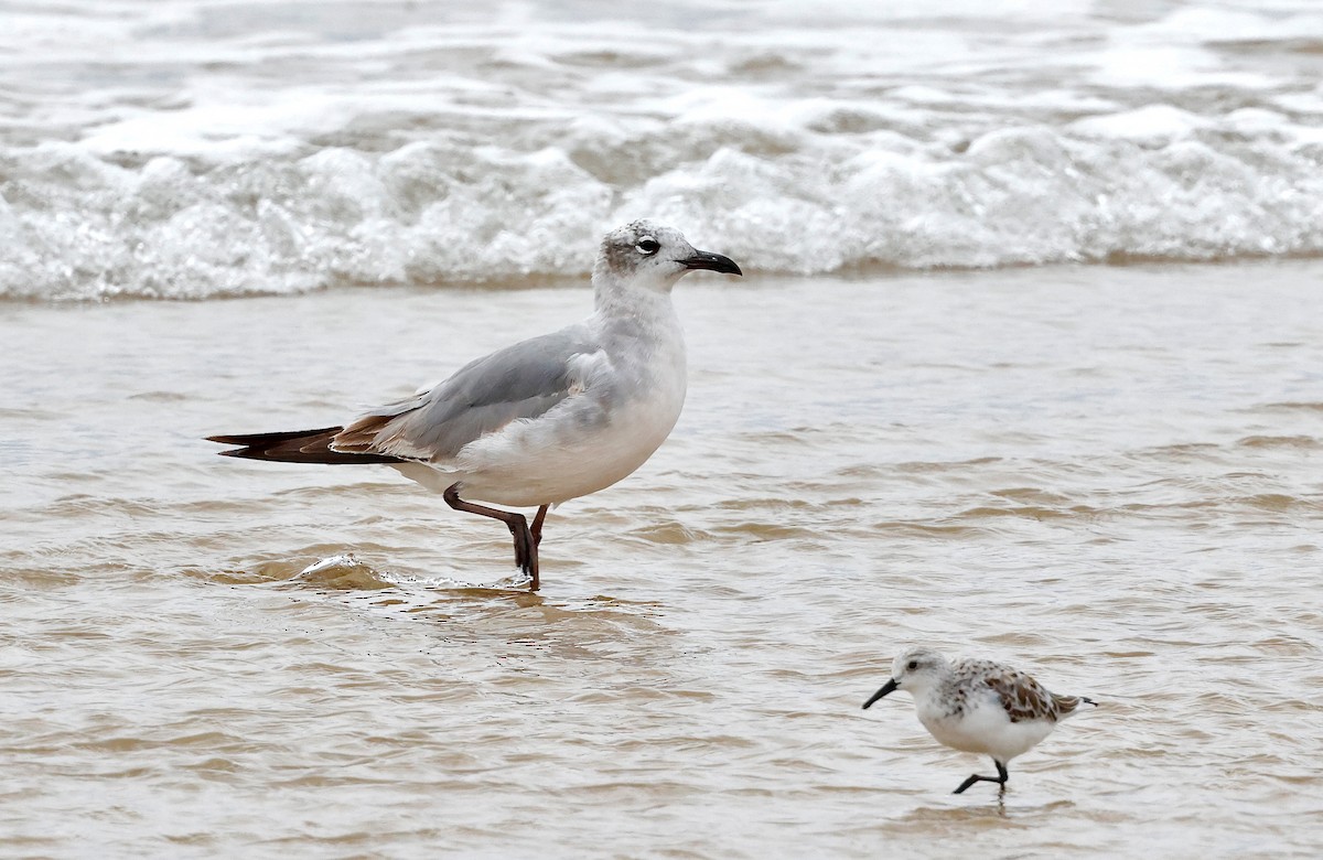 Laughing Gull - ML634390368