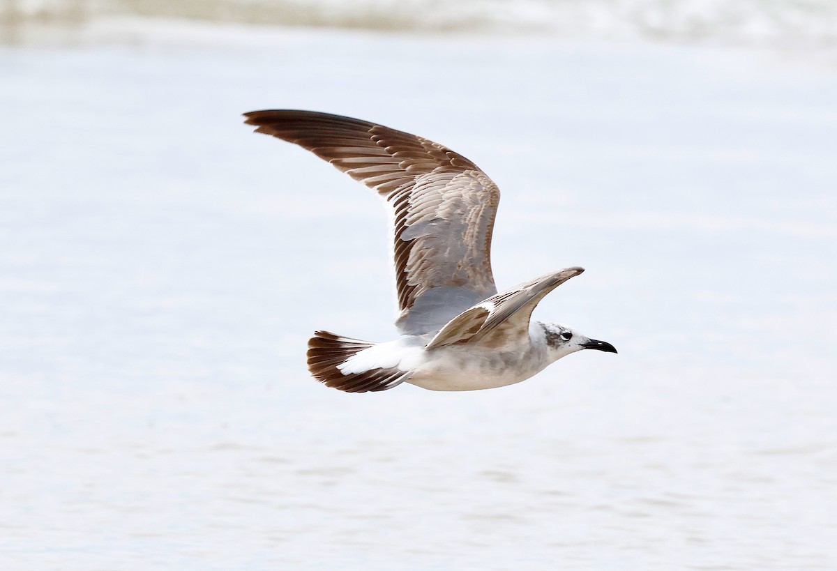Laughing Gull - ML634390371