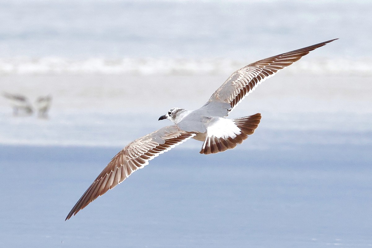 Laughing Gull - ML634390375