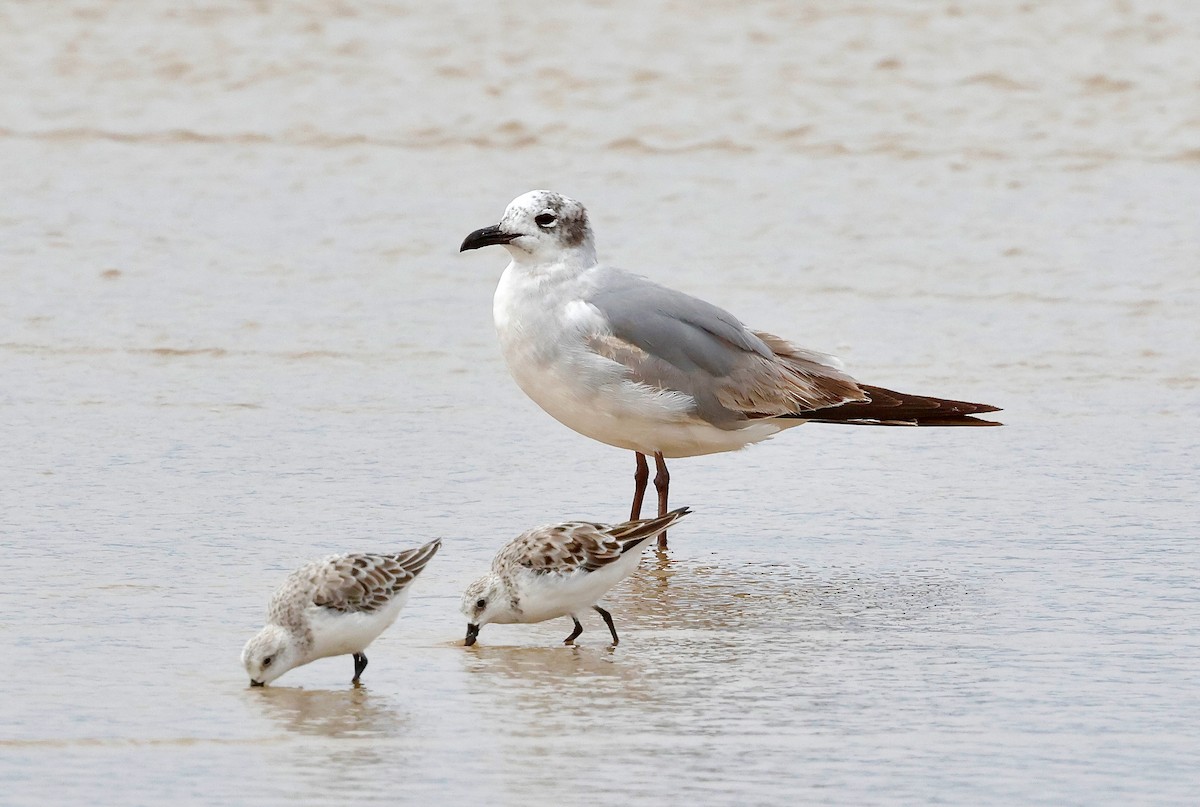 Laughing Gull - ML634390385