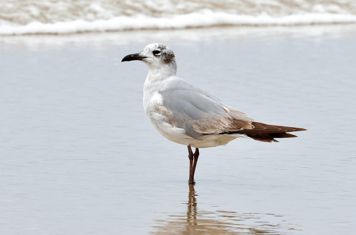 Laughing Gull - ML634390391