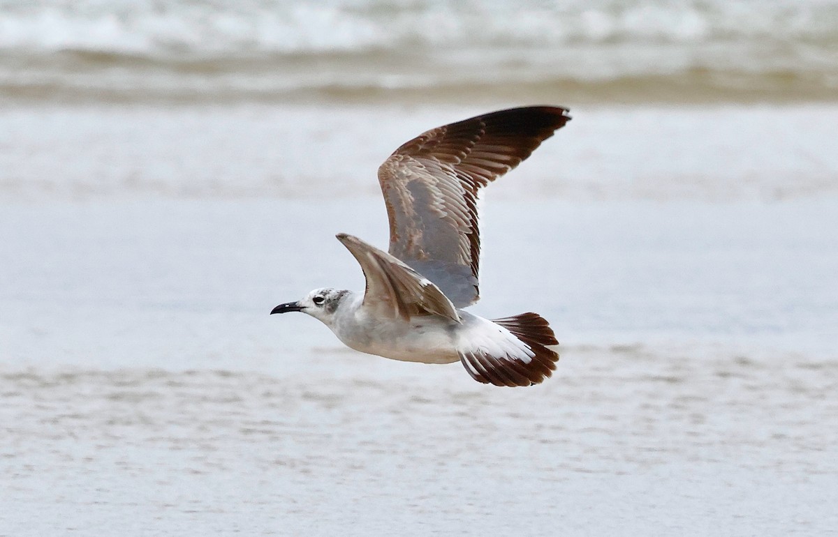 Laughing Gull - ML634390416