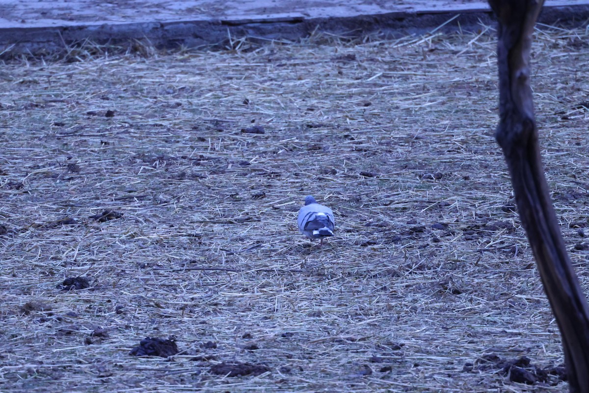 Hill Pigeon - ML634390426