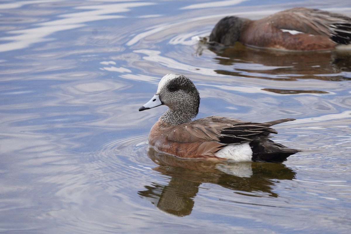 American Wigeon - ML634390428