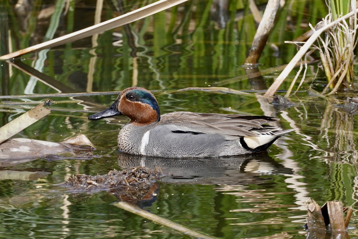 Green-winged Teal - ML634390435