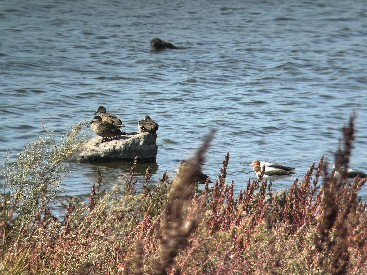 Red-necked Avocet - ML634390488