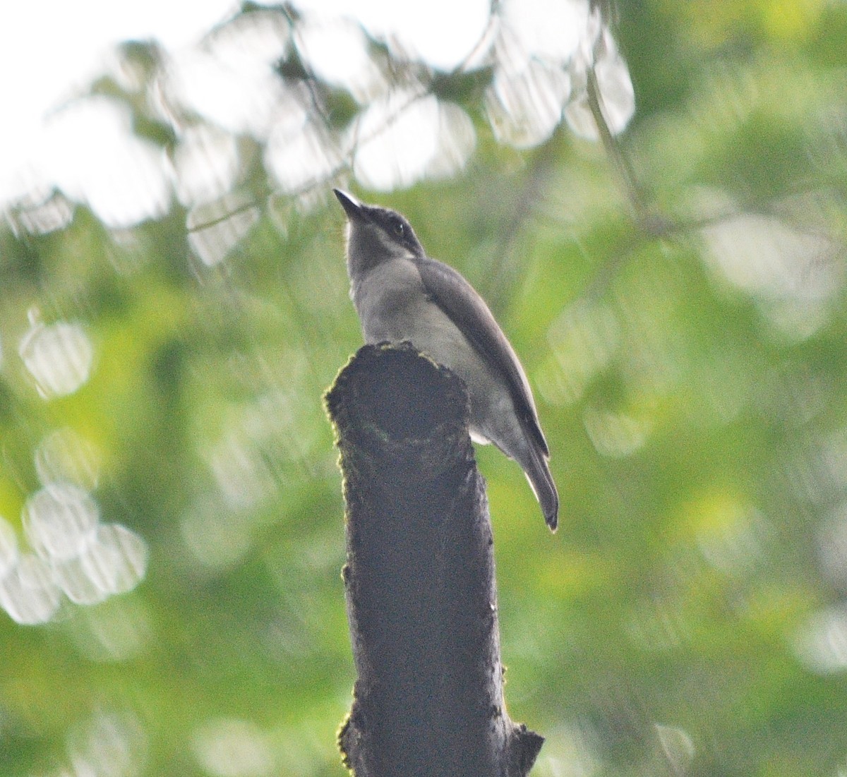 Malabar Woodshrike - ML634390544