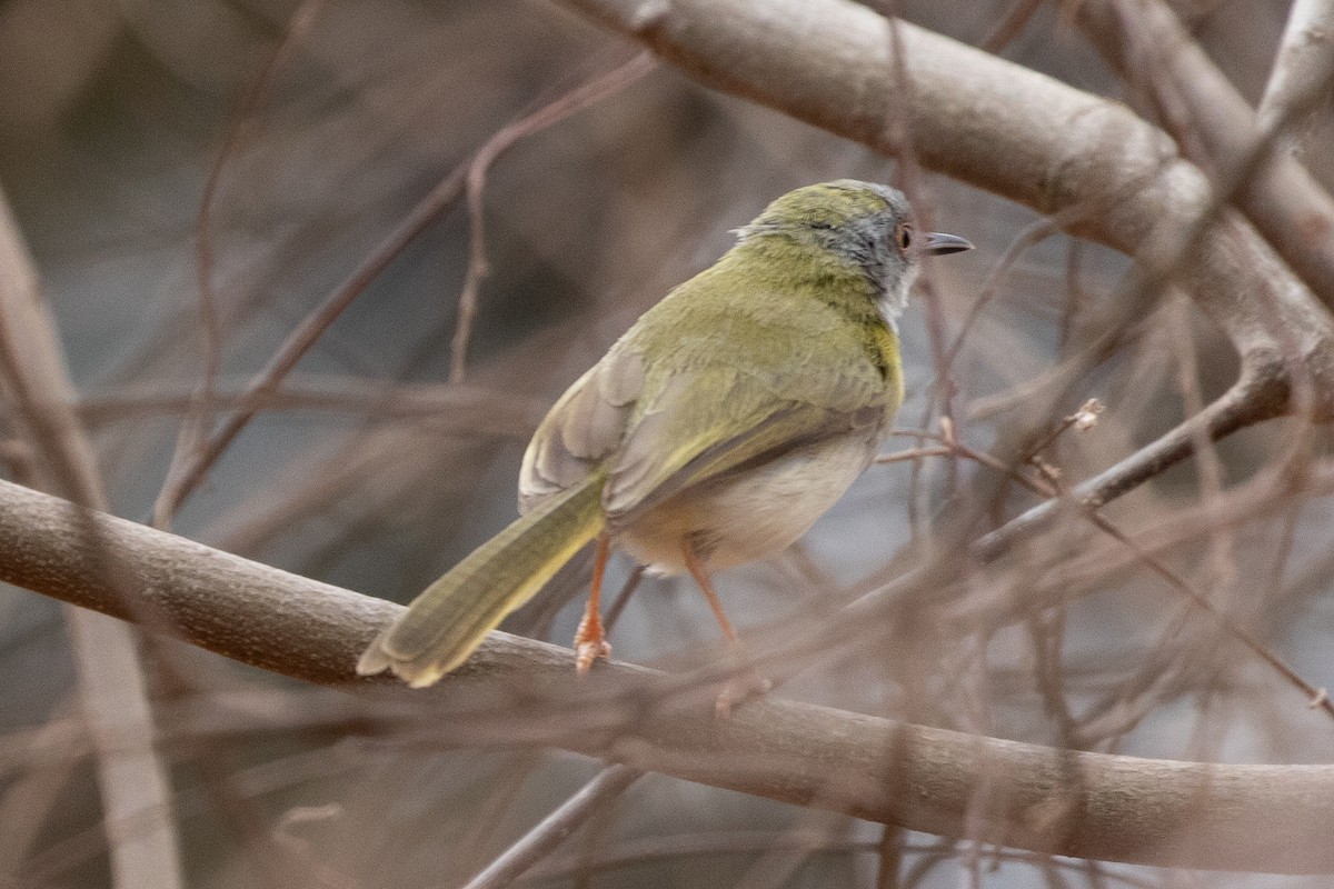 Yellow-breasted Apalis (Brown-tailed) - ML634390617