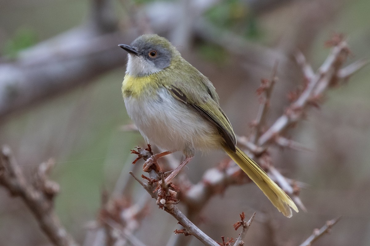 Yellow-breasted Apalis (Brown-tailed) - ML634390618
