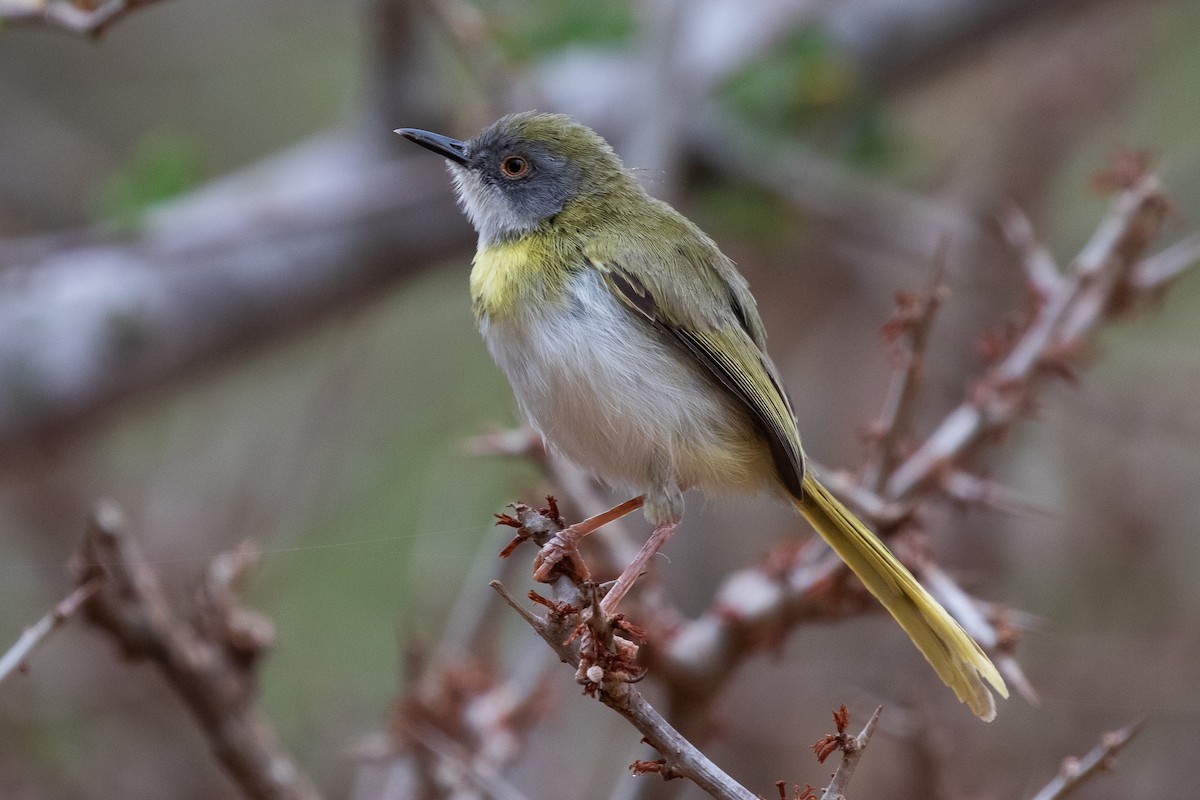 Yellow-breasted Apalis (Brown-tailed) - ML634390619