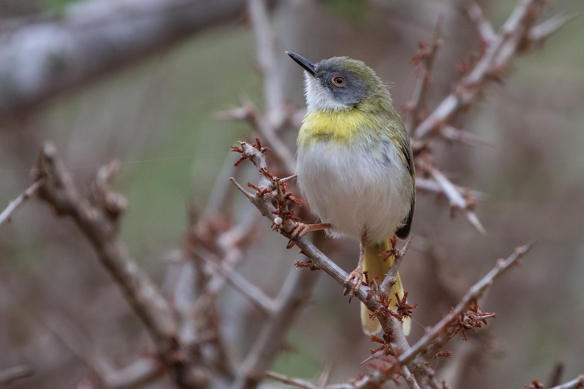 Yellow-breasted Apalis (Brown-tailed) - ML634390620