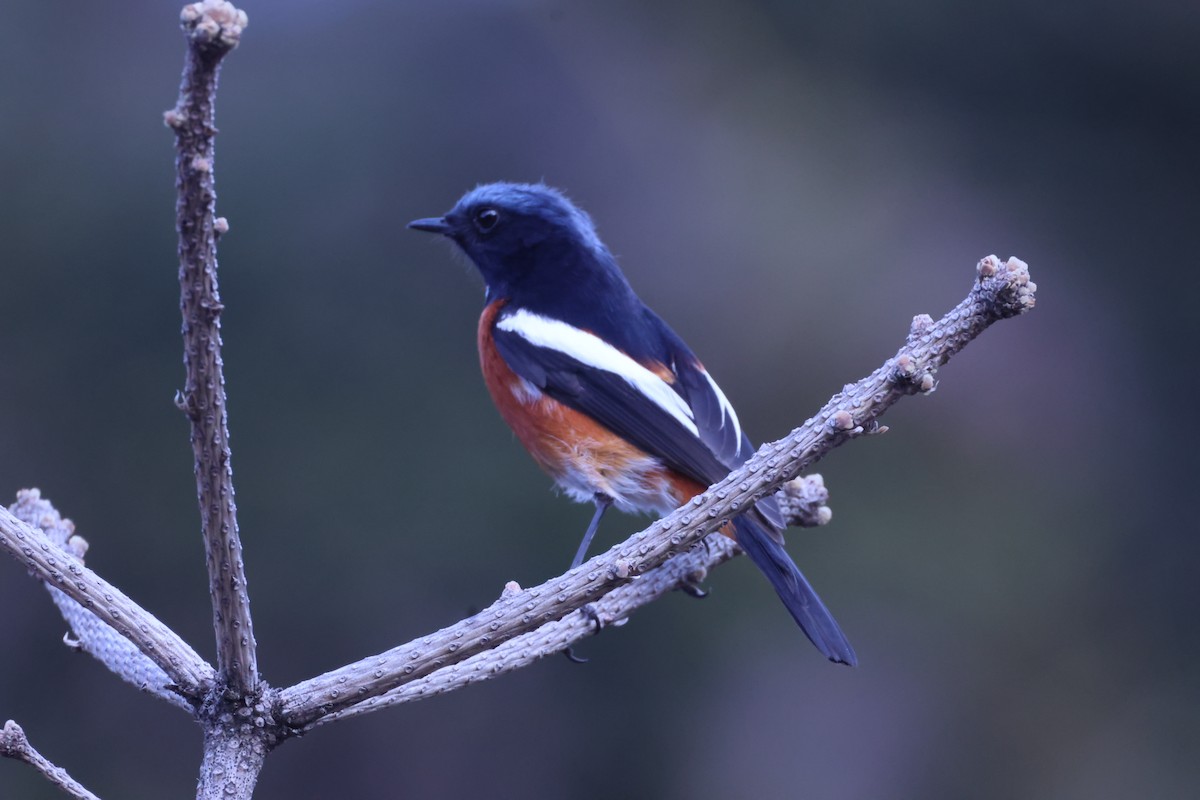 White-throated Redstart - ML634390650