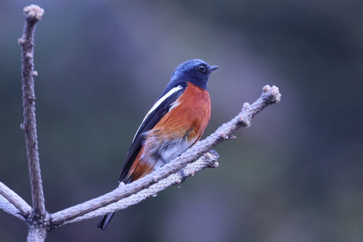 White-throated Redstart - ML634390652