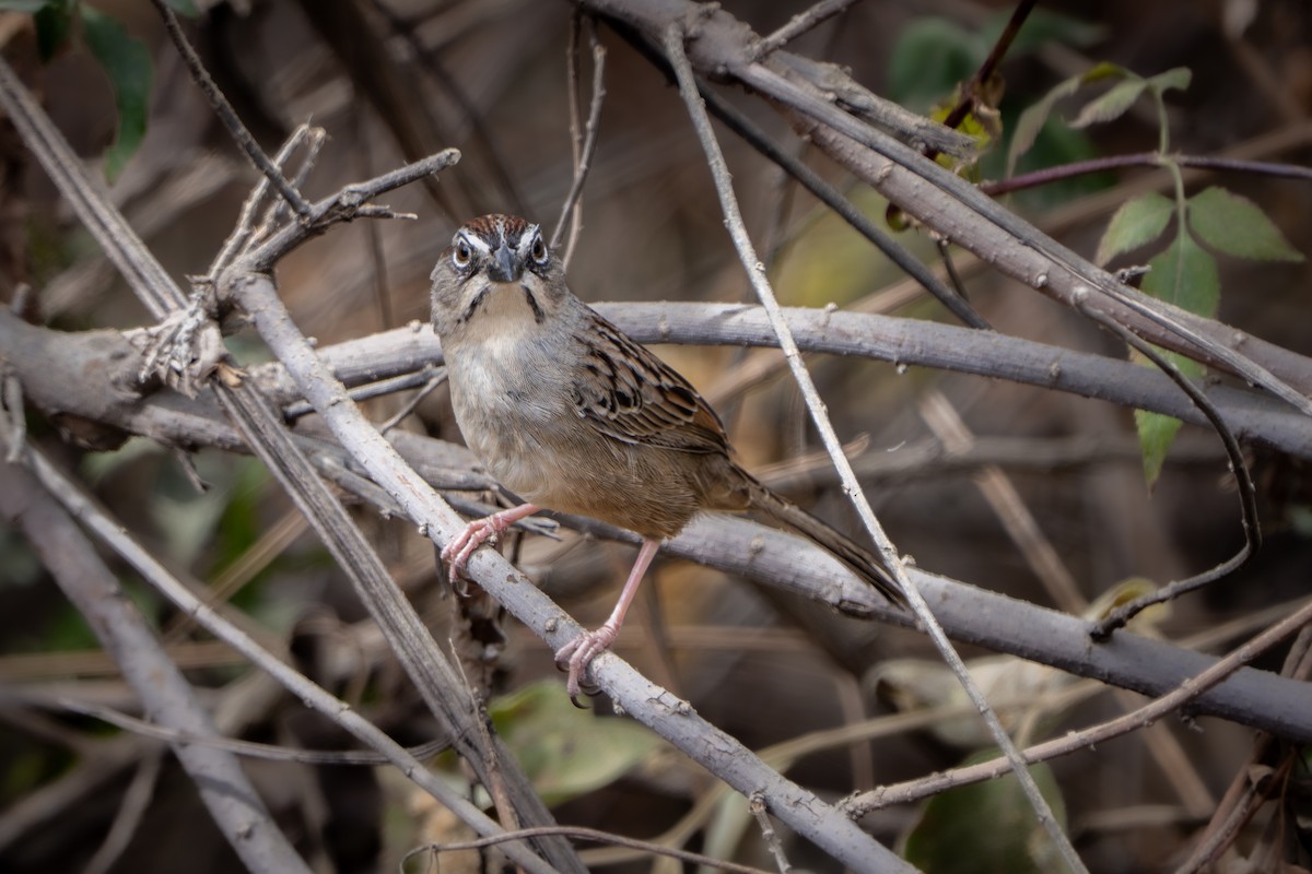 Oaxaca Sparrow - ML634390661