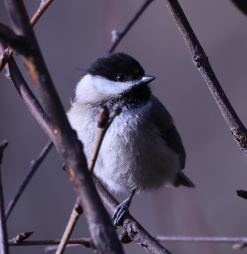 Sichuan Tit - ML634390662