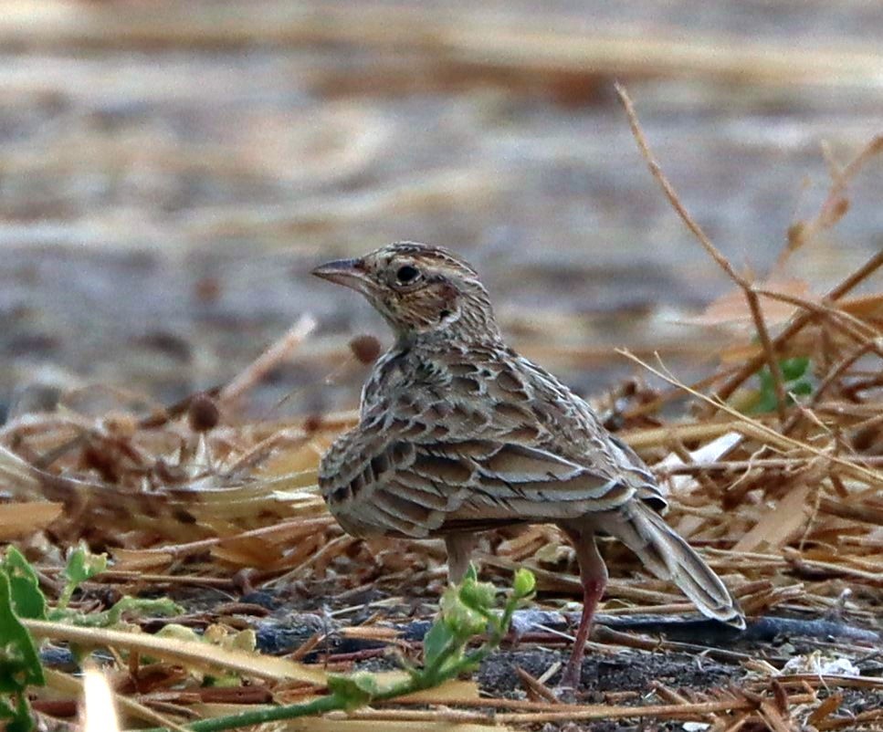 Singing Bushlark (Singing) - ML634390816