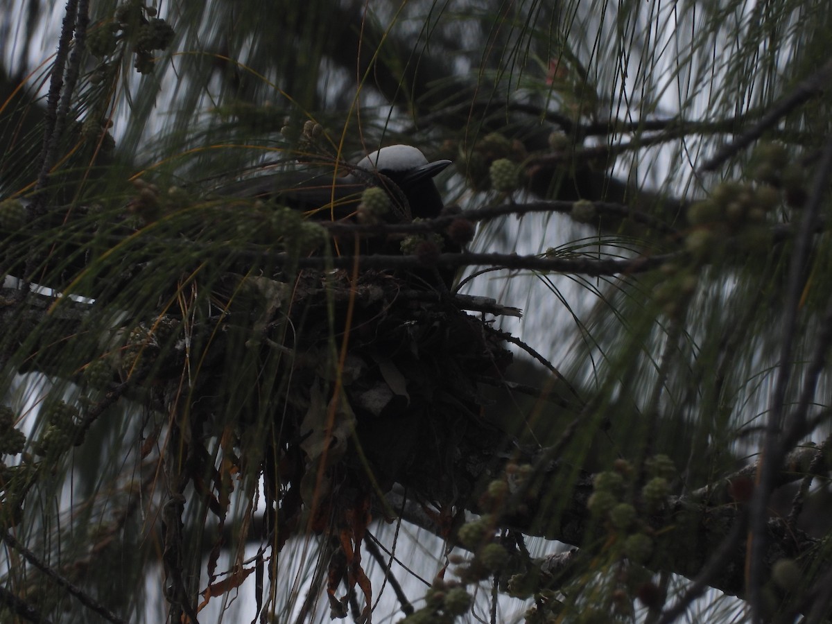 ヒメクロアジサシ - ML634390908