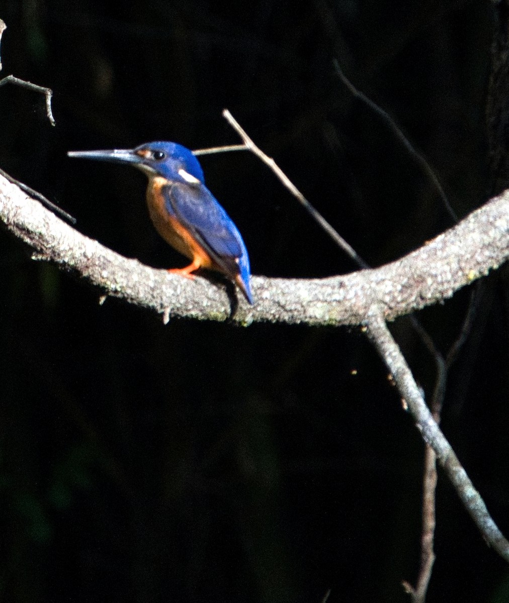 ルリミツユビカワセミ - ML634390930