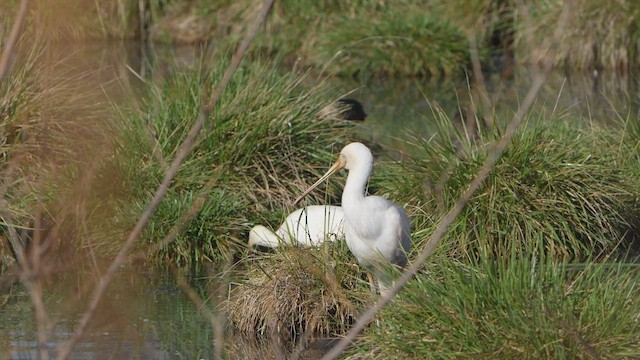 Yellow-billed Spoonbill - ML634390975