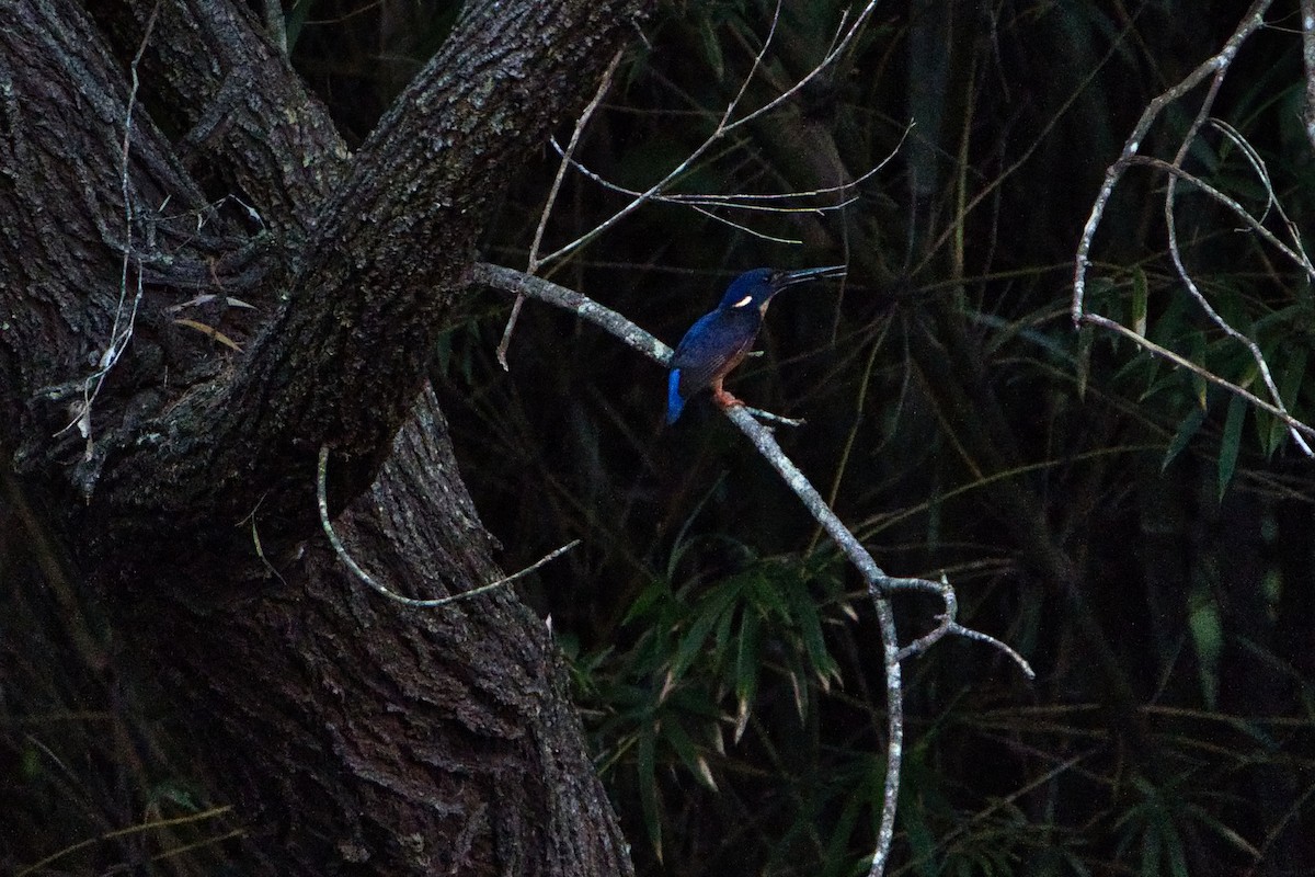 ルリミツユビカワセミ - ML634390987