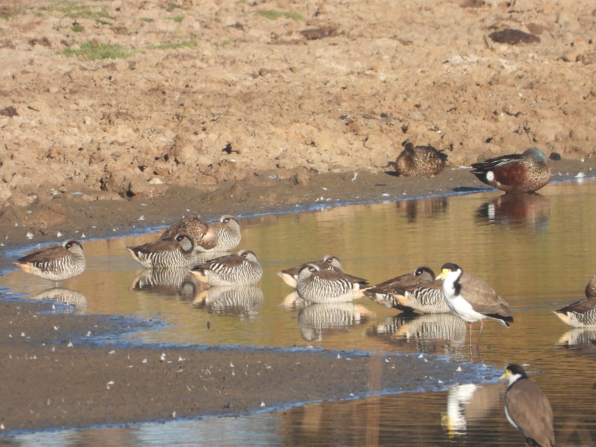 Pink-eared Duck - ML634391061