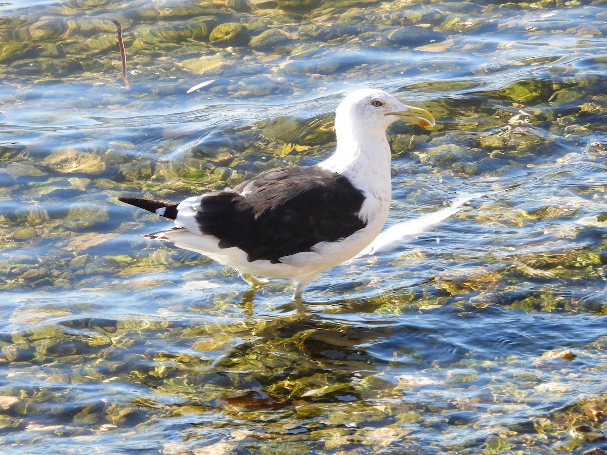Kelp Gull - ML634391107
