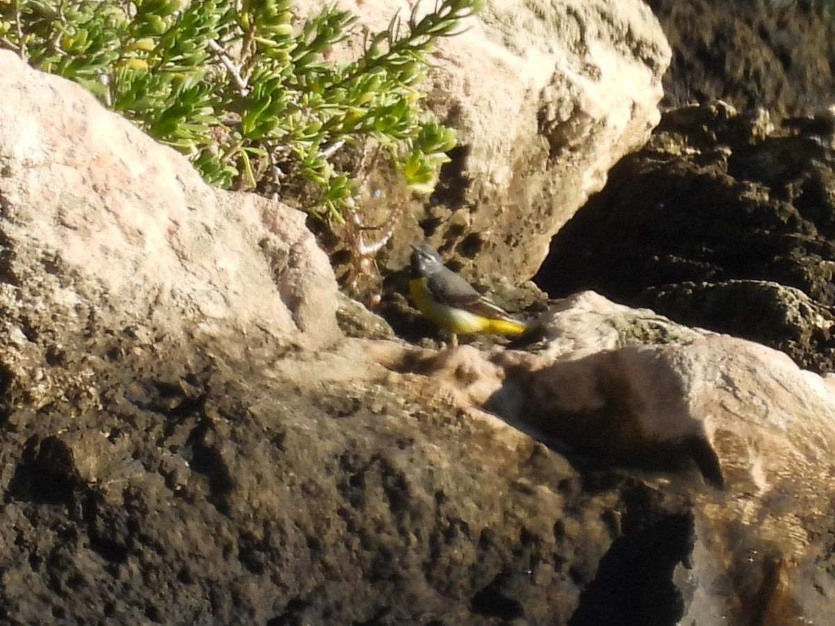 Gray Wagtail - ML634391114