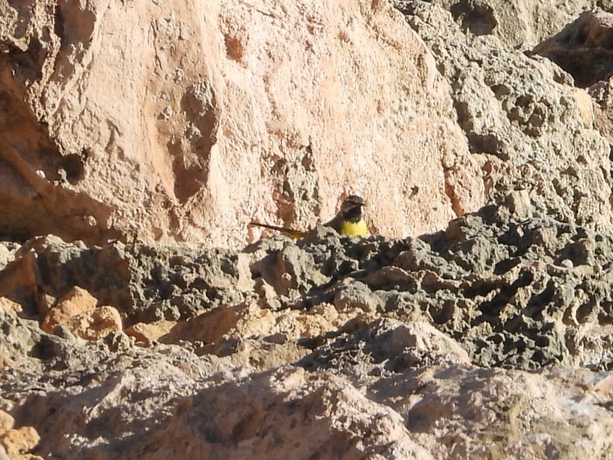 Gray Wagtail - ML634391115