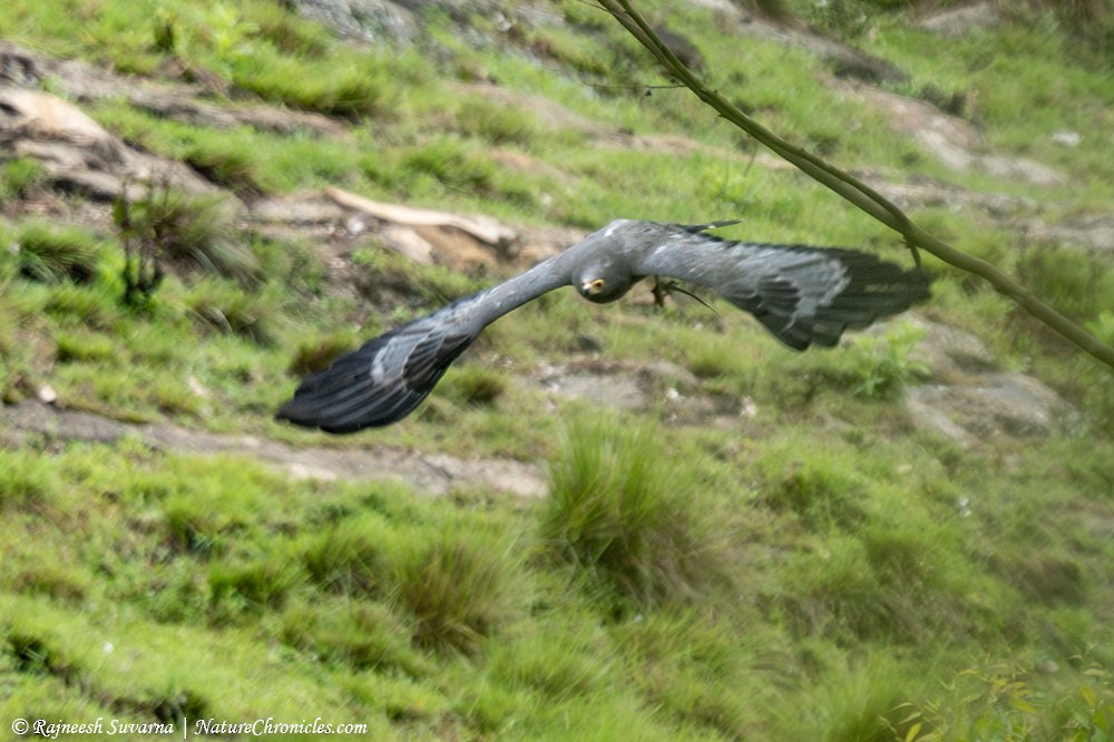African Harrier-Hawk - ML634391150