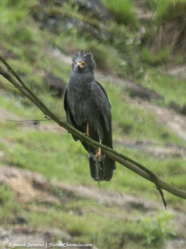 African Harrier-Hawk - ML634391151