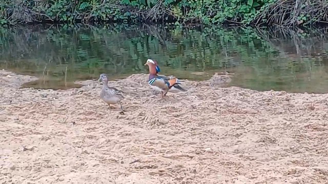 Mandarin Duck - ML634391222