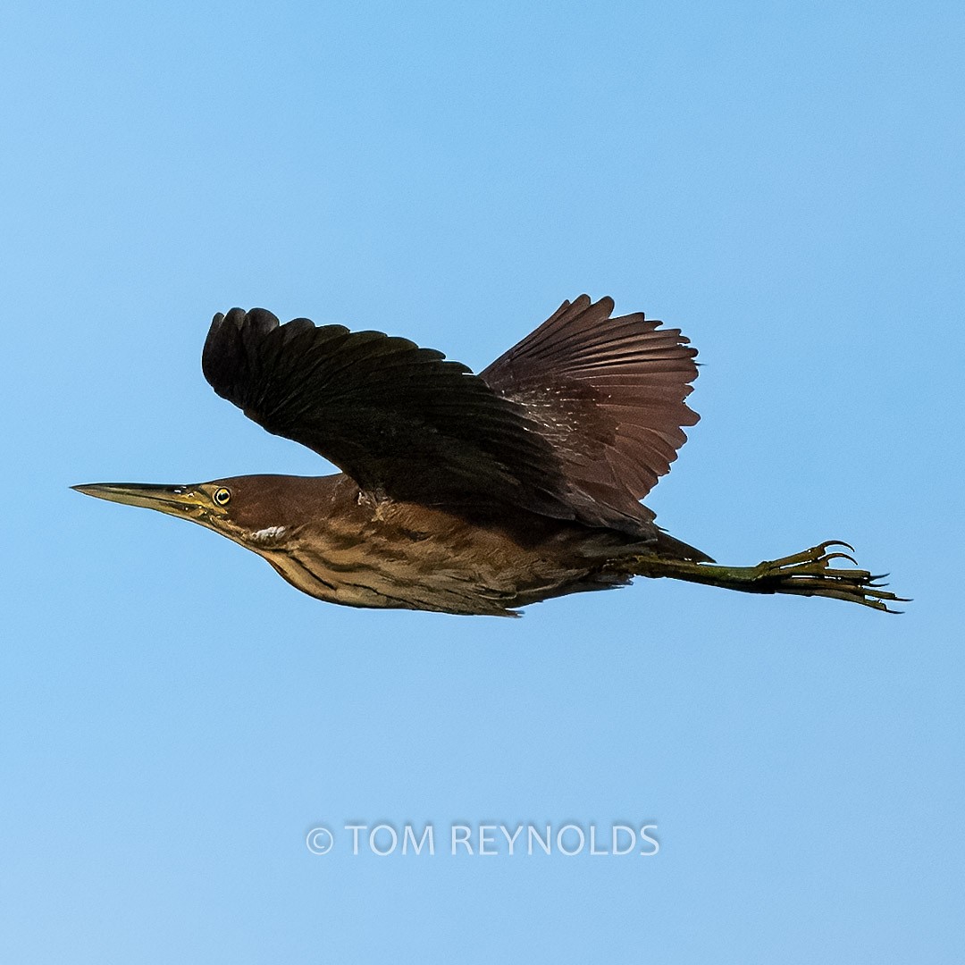 Cinnamon Bittern - ML634391226