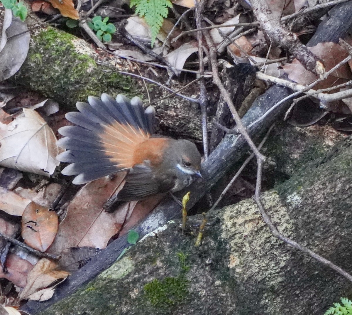 Australian Rufous Fantail - ML634391239