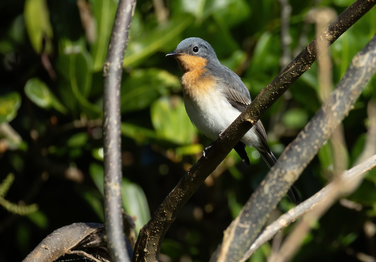 Satin Flycatcher - ML634391297